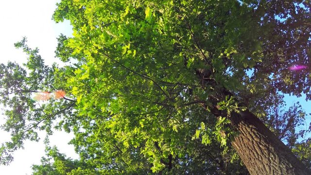 The Tree Foliage Looking Up