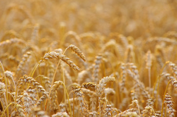 Wheat field