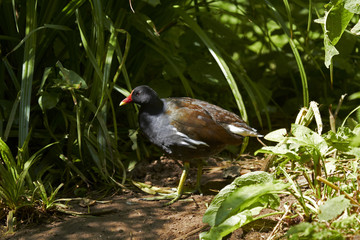 Obraz premium Moorhen