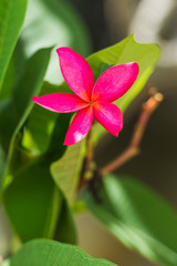 Pink frangipani flower