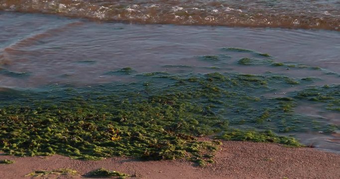 Seaweed on the seashore, Latvia, Baltic sea, Tuja