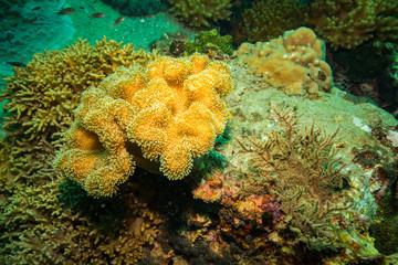 Coral reer