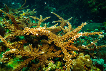 Coral reer