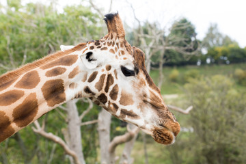 Giraffe standing in the wild, close up of giraffe face and head