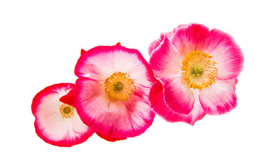 Fototapeta premium red poppy isolated