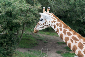 Giraffe standing in the wild, close up of giraffe face and head