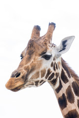 Giraffe isolated on white background