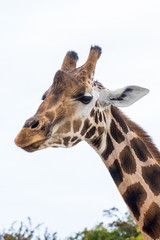 Giraffe isolated on white background