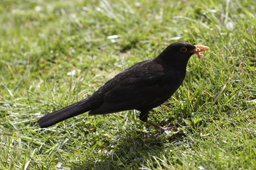 Blackbird