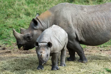 Foto op Plexiglas Baby rhino with mother grazing outside © tommoh29