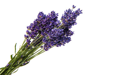 Purple bouquet Lavender flowers