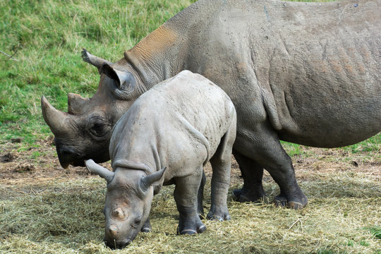 Baby rhino with mother grazing outside
