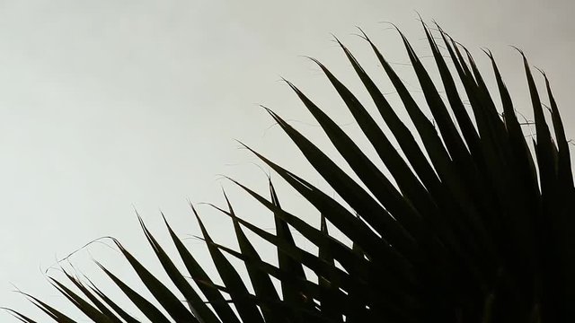 Palm branches crouch in the wind in the daytime.