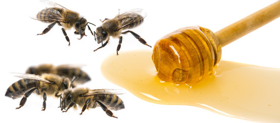 Honey dripping from honey dipper isolated on a white background