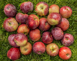 A bunch of ripe apples on a background of grass