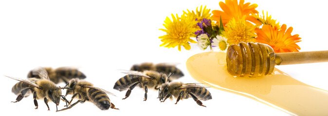 Honey dripping from flower honey dipper isolated on a white background