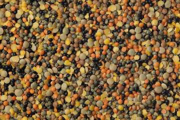 Mix of different types of lentils