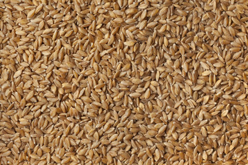 Heirloom organic Einkorn wheat seeds