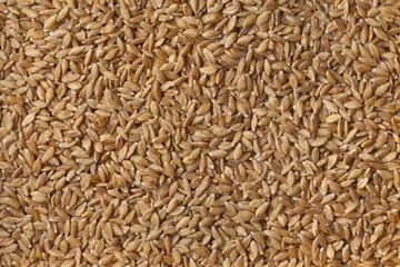 Foto op Canvas Heirloom organic Einkorn wheat seeds © Picture Partners