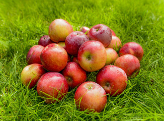 A bunch of ripe apples on a background of grass