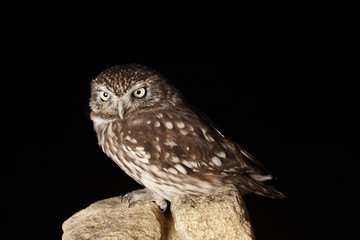 Little owl
