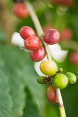 Arabica Coffee beans ripening on tree in North of thailand