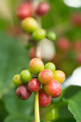 Arabica Coffee beans ripening on tree in North of thailand