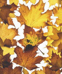 Fototapeta na wymiar Autumn leaves arranged on white background