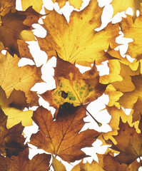 Autumn leaves arranged on white background