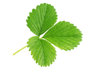 Single green strawberry leaf isolated on white background