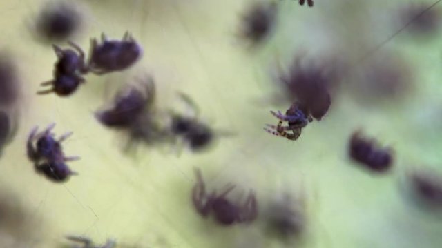 Many Baby Spiders on their Web in Closeup. Video FullHD 1080p