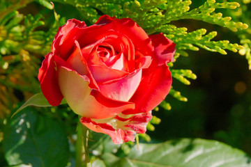 Чайно-гибридная роза.