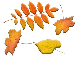 fallende Blätter, Herbst