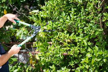 Gardener  trimming hedgerow with gardening scissors