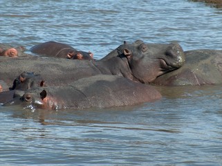 Hippopotamus