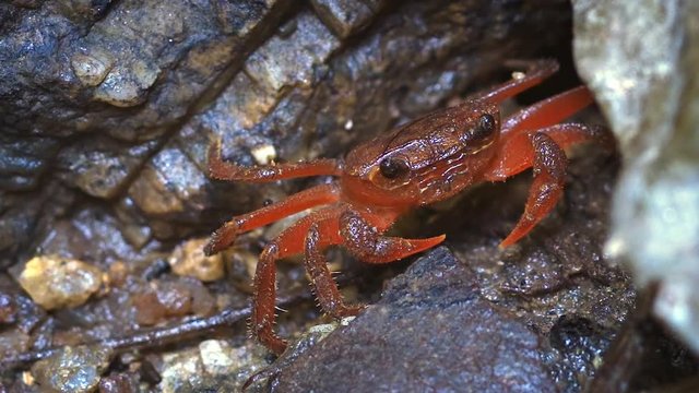 Tiny Red Waterfall Crab in its Natural Habitat in Thailand