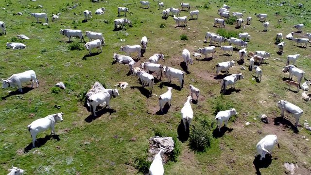 Vista aerea di una mandria di mucche al pascolo in alta montagna