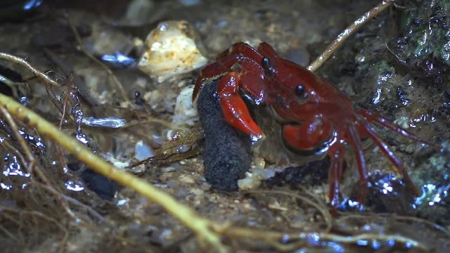 Wild Waterfall Crab in its Habitat in Thailand, with Sound
