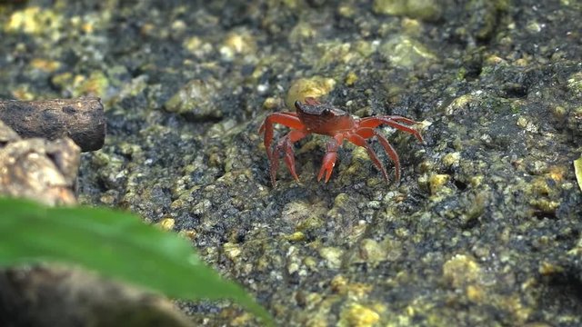 Small Waterfall Crab on a Rock in Thailand Wildlife Park