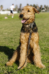 Airdale Terrier Dog Portrait