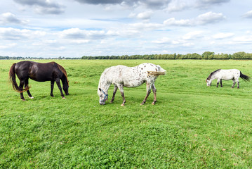 Naklejka na ściany i meble Horses grazing on a green field
