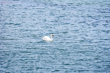 White swans on a rippled lake.