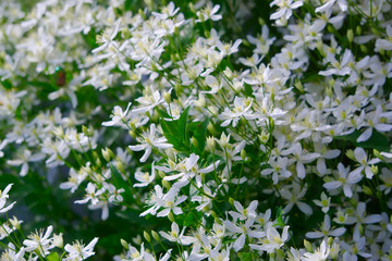 Цветы белого клематиса.