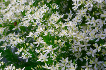 Цветы белого клематиса.