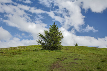 Obraz premium Tree and sky