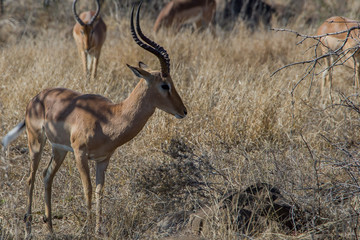 Südafrika Krüger Nationalpark
