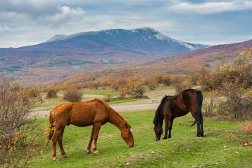 Fototapeta na wymiar Two Tatar horses grazing in autumnal mountains in Crimean peninsula