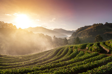 Beautiful Landscape of morning sunrise with fog on the mountain in strawberry farm at Doi Ang Khang...