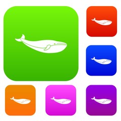 Whale set collection