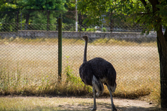 African ostrich on the farm